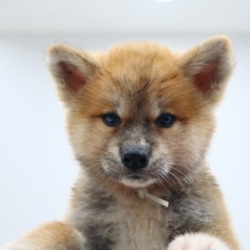 秋田犬【青森県・女の子・2023年7月5日・赤】の写真「綺麗な赤毛になります。」